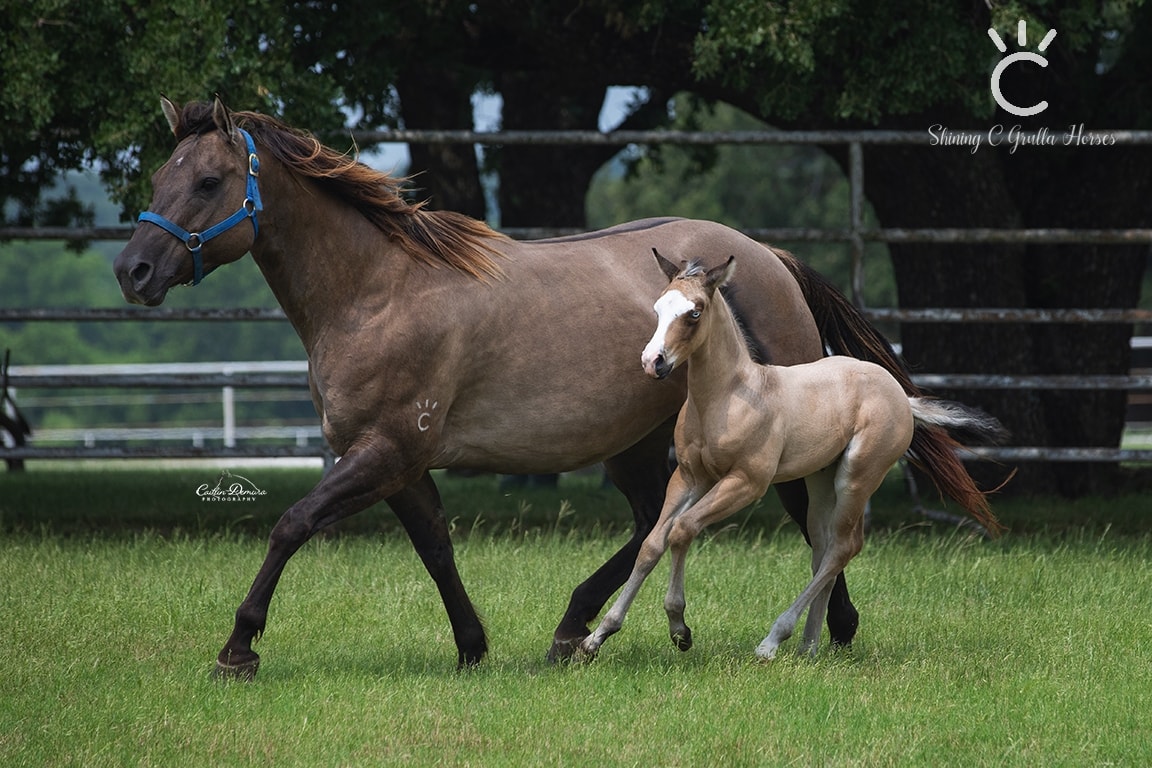 Buckskin Mare & Foals.jpg